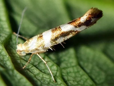 Argyresthia (Argyresthia) goedartella