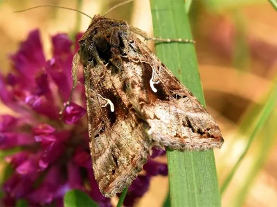 Autographa gamma