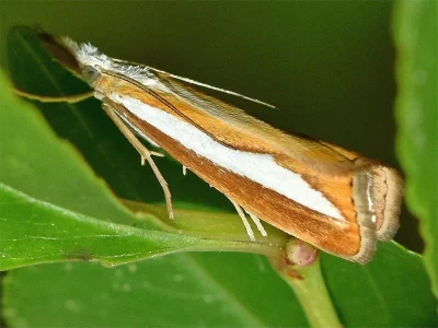 Catoptria margaritella