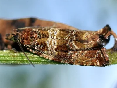 Celypha cespitana