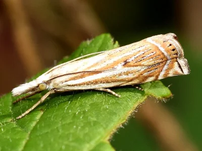 Crambus lathoniellus