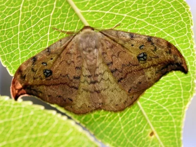 Drepana falcataria