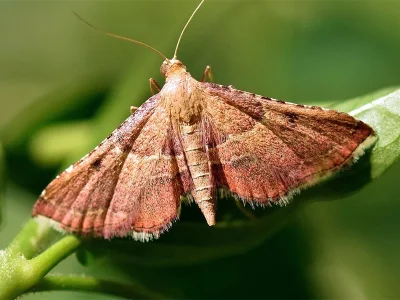 Endotricha flammealis