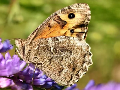 Hipparchia (Parahipparchia) semele