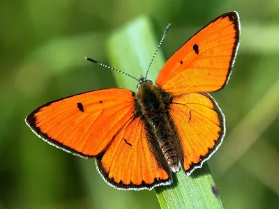 Lycaena (Thersamolycaena) dispar