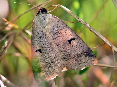 Lygephila (Lygephila) pastinum