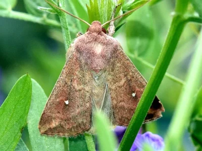 Mythimna (Hyphilare) albipuncta