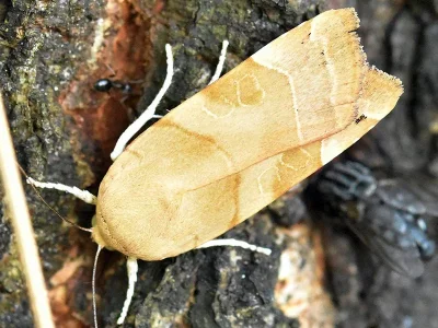 Noctua fimbriata
