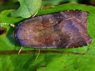 Noctua janthe