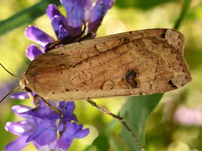 Noctua pronuba