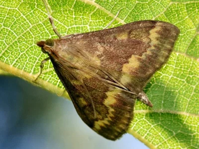 Ostrinia nubilalis