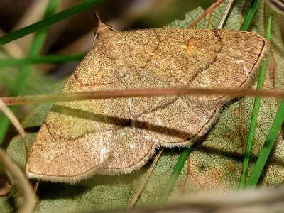 Paracolax tristalis