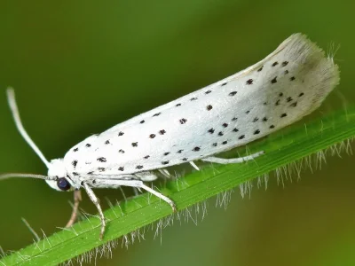 Yponomeuta evonymella