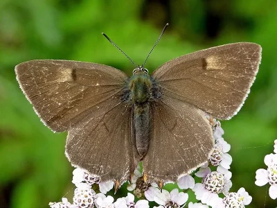 Thecla betulae