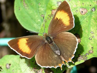 Thecla betulae