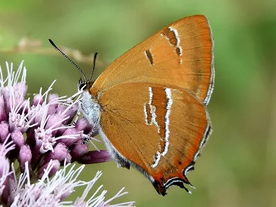 Thecla betulae