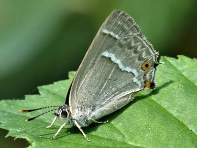 Favonius quercus