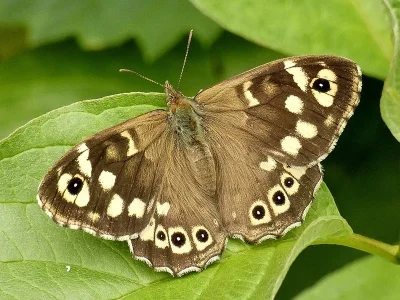 Pararge aegeria