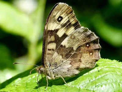 Pararge aegeria