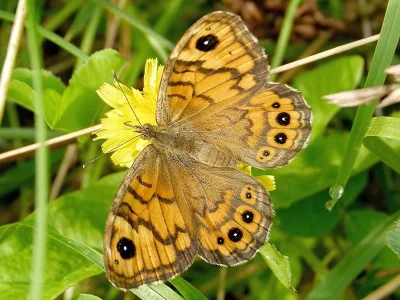 Lasiommata megera