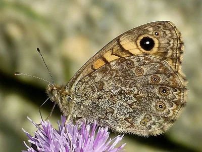Lasiommata megera