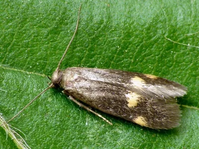 Borkhausenia minutella