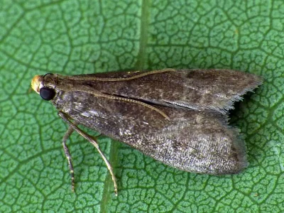 Eccopisa effractella