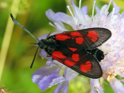 Zygaena (Agrumenia) loti