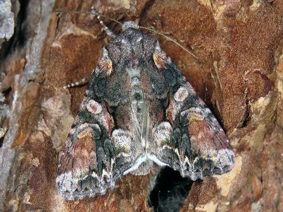 Lacanobia (Dianobia) contigua