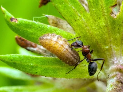 Cupido (Cupido) minimus