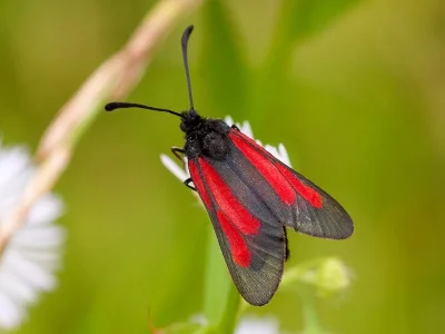 Zygaena (Mesembrynus) brizae