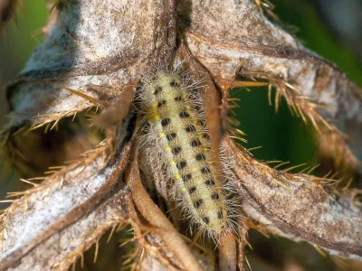 Zygaena (Mesembrynus) brizae