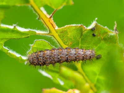 Nola (N.) cristatula