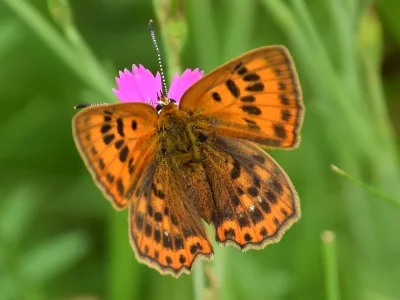 Lycaena (Heodes) virgaureae