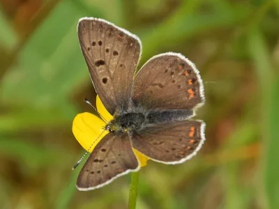 Lycaena (Heodes) tityrus