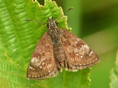 Erynnis tages