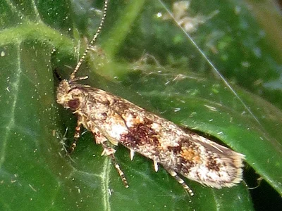 Caryocolum proxima