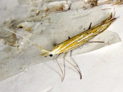 Coleophora ornatipennella