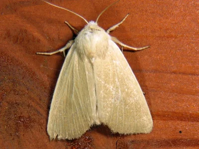 Arenostola phragmitidis