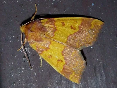 Tiliacea aurago
