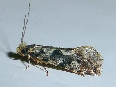 Nemapogon granella