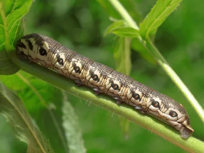 Proserpinus proserpina
