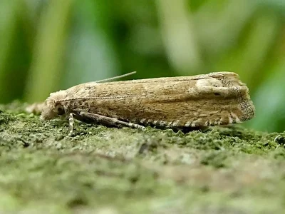 Pelochrista caecimaculana