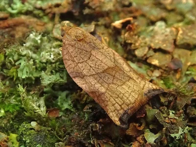 Archips podana