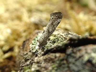 Paraswammerdamia albicapitella