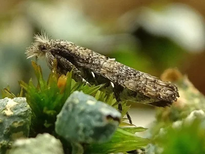 Ochsenheimeria taurella
