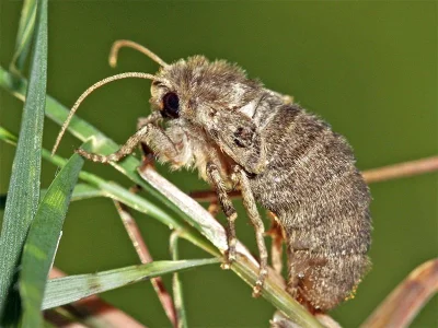 Ulochlaena hirta