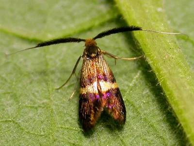 Adela croesella
