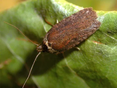 Agonopterix cnicella