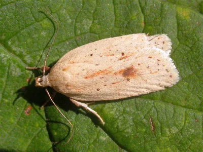 Agonopterix kaekeritziana